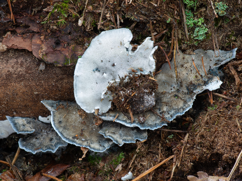 Oligoporus caesius